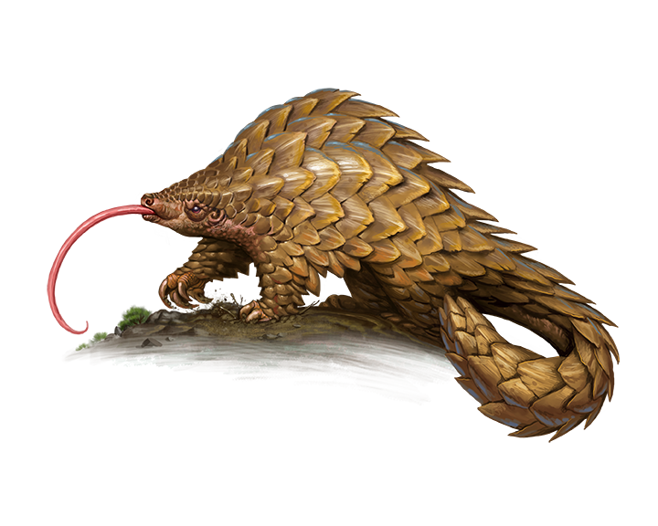 Wild Animal Pangolin PNG White Transparent And Clipart Image For Free  Download - Lovepik | 401677372